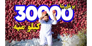 This year again, thirty thousand kilos of apples were produced